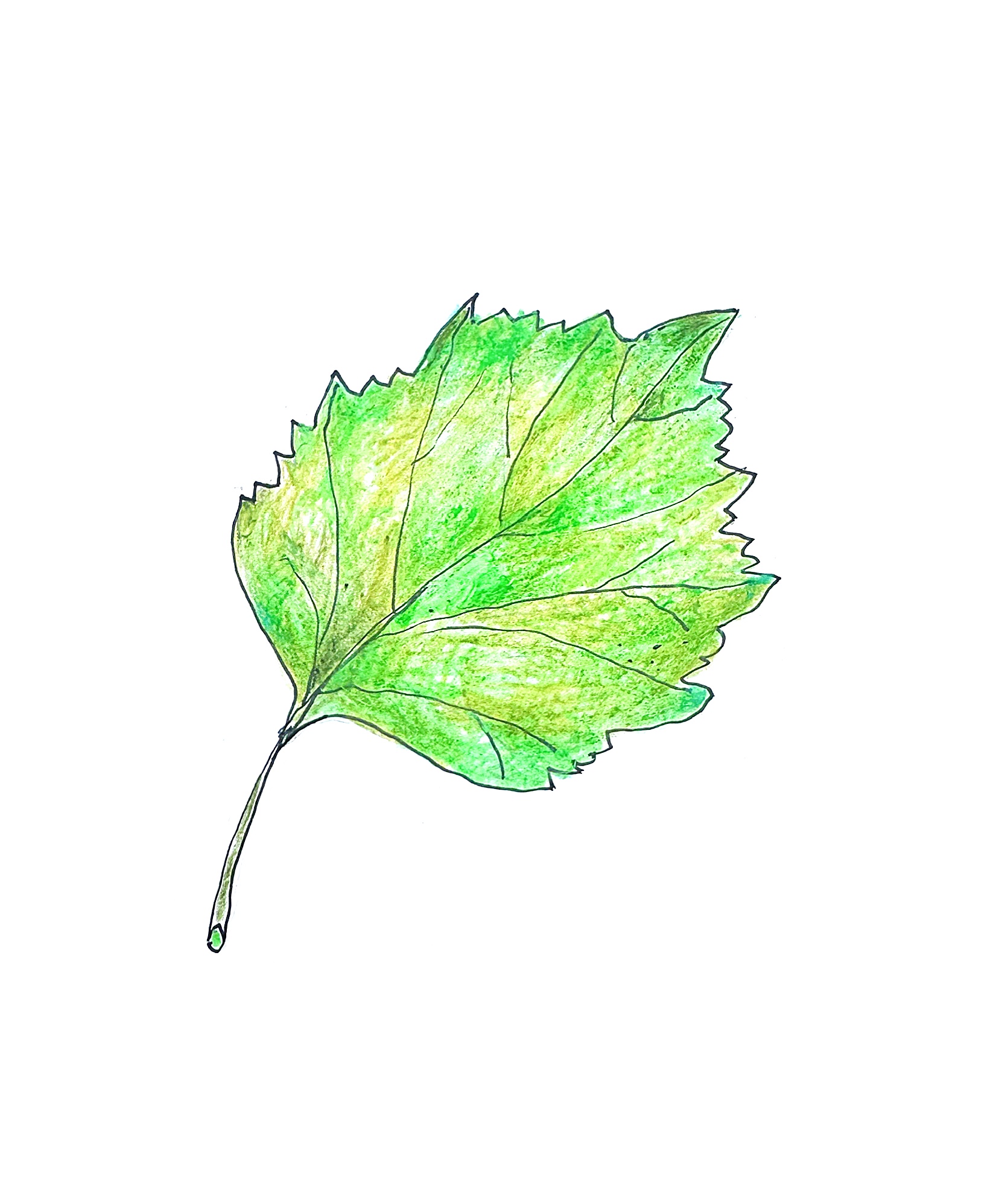 abonements bērzs Abonements BĒRZS - 6 mēneši - Attēls 1