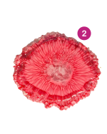 Kristāliskais paliktnis, dažādi varianti - Attēls 4