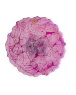 Krūzītes paliktnis, violets ar baltu - Attēls 2