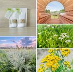 Augu - sāls skrubis - Attēls 2