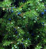 Dabīgais ziedūdens (hidrolāts) KADIĶIS - Attēls 4