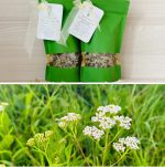 Pelašķu tēja - Attēls 4