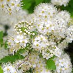 Vīgriežu tēja - Attēls 3