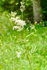 Vīgriežu tēja - Attēls 4