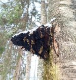 BĒRZA ČAGA - Attēls 3