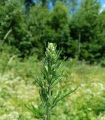 Dabīgais ziedūdens (hidrolāts) VĪBOTNE - Attēls 4