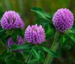 Dabīgais ziedūdens (hidrolāts) ĀBOLIŅŠ - Attēls 4