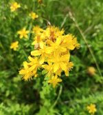 Dabīgais ziedūdens (hidrolāts) ASINSZĀLE - Attēls 4