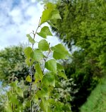 Dabīgais ziedūdens (hidrolāts) BĒRZS - Attēls 3