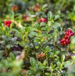 Dabīgais ziedūdens (hidrolāts) BRŪKLENE - Attēls 2