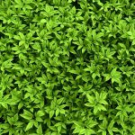 Dabīgais ziedūdens (hidrolāts) GĀRSA - Attēls 4