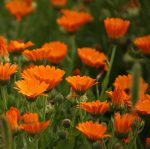 Dabīgais ziedūdens (hidrolāts) KLIŅĢERĪTE - Attēls 4