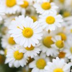 Dabīgais ziedūdens (hidrolāts) KUMELĪTE - Attēls 4