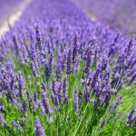 Dabīgais ziedūdens (hidrolāts) LAVANDA - Attēls 4