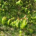 Dabīgais ziedūdens (hidrolāts) LIEPAS LAPAS - Attēls 4