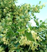 Dabīgais ziedūdens (hidrolāts) LIEPAS ZIEDI - Attēls 4