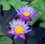 Dabīgais ziedūdens (hidrolāts) LOTUSA ZIEDI - Attēls 4