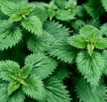 Dabīgais ziedūdens (hidrolāts) NĀTRE - Attēls 4