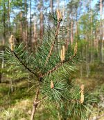 Dabīgais ziedūdens (hidrolāts) PRIEDE - Attēls 4