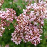 Dabīgais ziedūdens (hidrolāts) RAUDENE (oregano) - Attēls 4