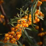 Dabīgais ziedūdens (hidrolāts) SMILTSĒRKŠĶIS - Attēls 4