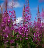 Dabīgais ziedūdens (hidrolāts) UGUNSPUĶE - Attēls 2