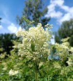 Dabīgais ziedūdens (hidrolāts) VĪGRIEZE - Attēls 4