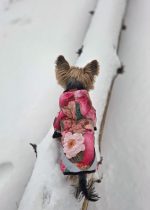 Chillbe Ziemas jaka mazam sunim – šūta pēc individuāliem mēriem - Attēls 2