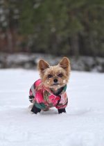 Chillbe Ziemas jaka mazam sunim – šūta pēc individuāliem mēriem - Attēls 3