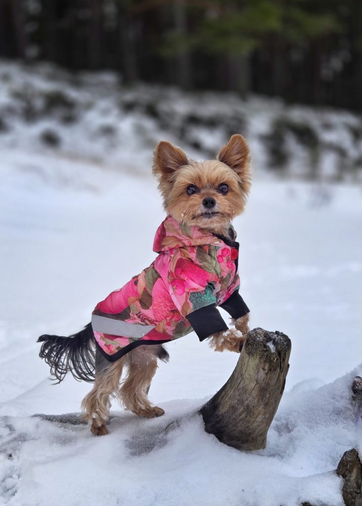 Mazs suns rozā ziemas jakā sniegā – individuāli šūta, silta ziemas jaka teacup un mazo šķirņu suņiem, roku darbs pēc suņa kakla, krūšu un muguras mēriem