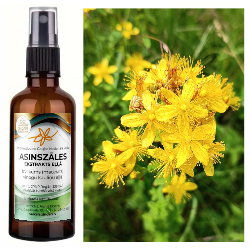 ASINSZĀLES EKSTRAKTS