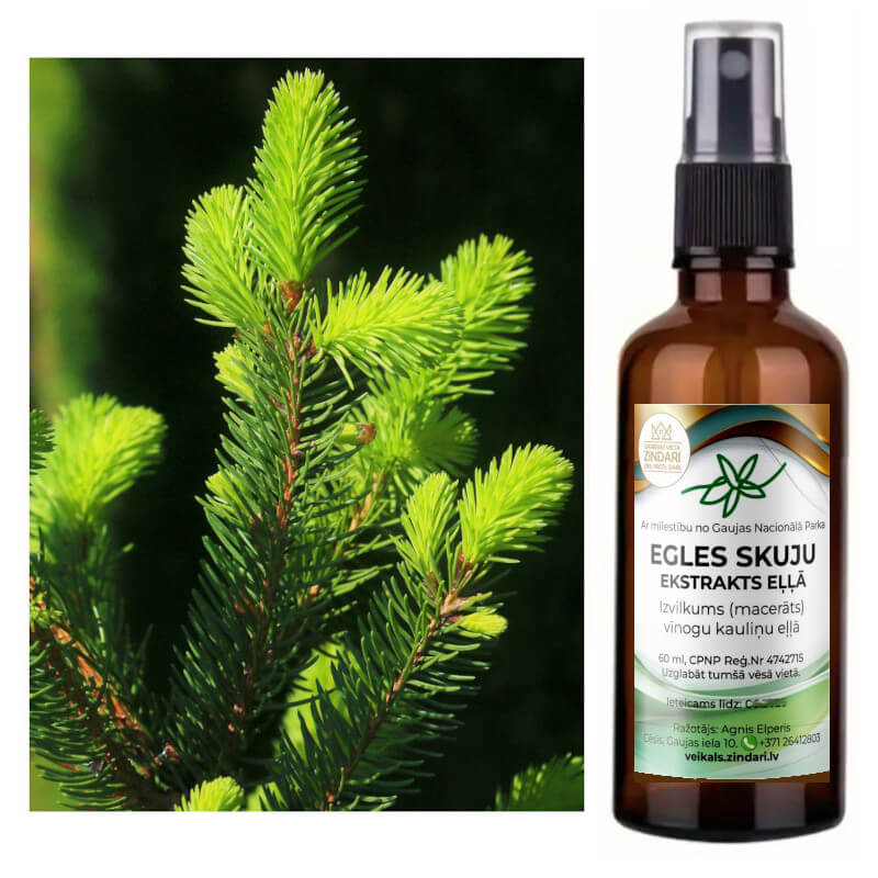 EGLES SKUJU EKSTRAKTS