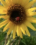 Reālistiska mārītes piespraude - brošiņa, dabīgā izmērā - Attēls 3