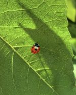 Reālistiska mārītes piespraude - brošiņa, dabīgā izmērā - Attēls 2