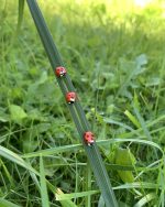 Reālistiska mārītes piespraude - brošiņa, dabīgā izmērā - Attēls 4